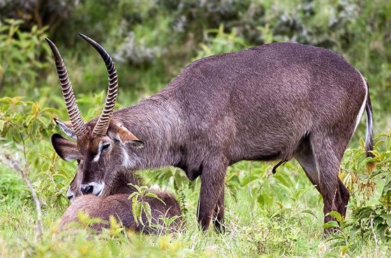 Arusha National Park